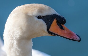 Mute swan's head