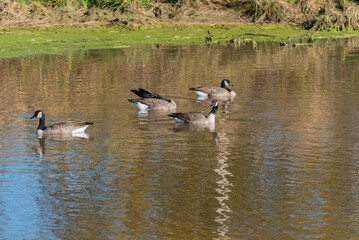 Canada Geese Feeding On The Pond During Fall Migration In Wisconsin