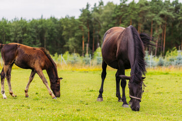 A group of three horses are grazing on a green field. Dense forest behind the pasture. A black and...