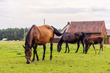 Three young brown horses walking in a meadow. A young foal walks with older horses.