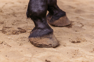 Horse hooves close up. The black stallion stands on the sand. Black hooves of a horse. Shod hoof of a horse. Two hooves close up. - obrazy, fototapety, plakaty