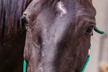 Horse muzzle close up. Black stallion with green harness. Dark eyes of a horse close-up. The black...