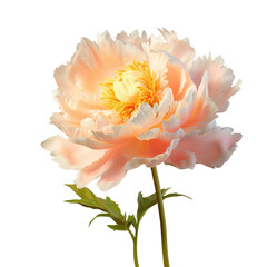 Peony flower against transparent background