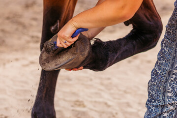 Cleaning horseshoes. Horse hoof cleaning. A woman cleans dirt from horseshoes.