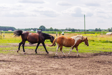 Horses run naked across the green field. A black bay horse and a brown horse with white spots run across the field. Horses from the riding club.