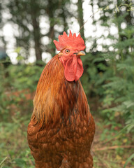 close up portrait of a rooster 