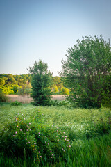 landscape with trees