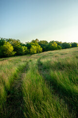 landscape with grass and sky