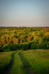 landscape with grass and blue sky