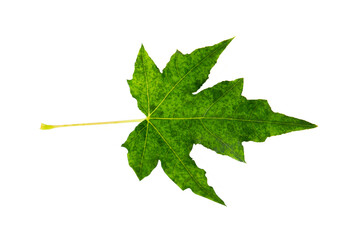 Close-up green maple leaves  isolated on white background