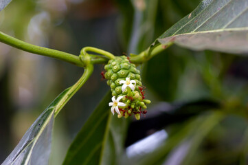 Mengkudu, young Noni fruit (Morinda citrifolia), also called a starvation fruit with red ants