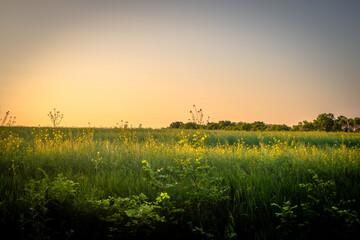 Obraz premium sunset in the field