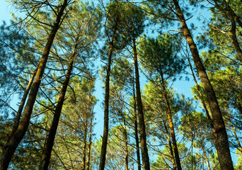 Pinus merkusii, the Merkus pine or Sumatran pine canopy, natural forest background
