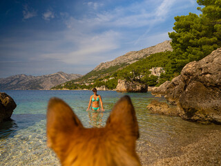 View over brown dog ears towards a pretty tourist standing in the crystal sea