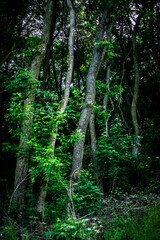 forest in the evening
