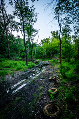 forest in the evening