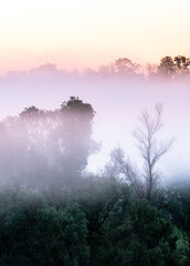 blue sunrise over the forest . With foggy trees in mist at summer morning.