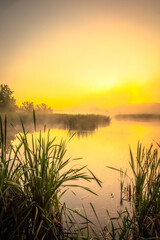 Golden sunrise.Fog on the lake ,golden hour ,golden sunrise ,fogy morning .Trees and fog .Sunny morning ,golden fog ,lights of sun .Birds on water ,lake with birds ,nature in morning ,summer landscape