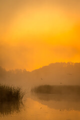 golden sunrise over the river with tree andreeds in mist at summer morning
