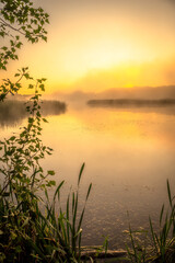 Golden sunrise.Fog on the lake ,golden hour ,golden sunrise ,fogy morning .Trees and fog .Sunny morning ,golden fog ,lights of sun .Birds on water ,lake with birds ,nature in morning ,summer landscape
