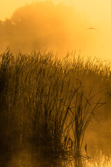 Obraz premium Fog on the lake , golden hour , golden sunrise , fogy morning . Trees and fog . Sunny morning , golden fog , lights of sun . Birds on water , lake with birds , nature in morning , summer landscape