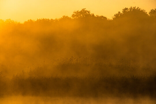 Fog on the lake , golden hour , golden sunrise , fogy morning . Trees and fog . Sunny morning , golden fog , lights of sun . Birds on water , lake with birds , nature in morning , summer landscape