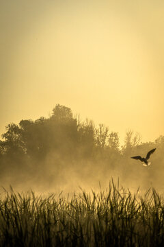 Fog on the lake , golden hour , golden sunrise , fogy morning . Trees and fog . Sunny morning , golden fog , lights of sun . Birds on water , lake with birds , nature in morning , summer landscape