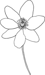 Floral Botanical Illustration Line Drawing 