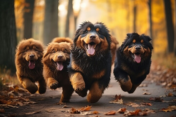 Cute funny Tibetan Mastiff dogs group running and playing on green grass in park in autumns