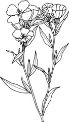 Floral Botanical Illustration Line Drawing 