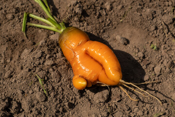 Ugly vegetables. Orange fresh carrot on the ground. Top view.
