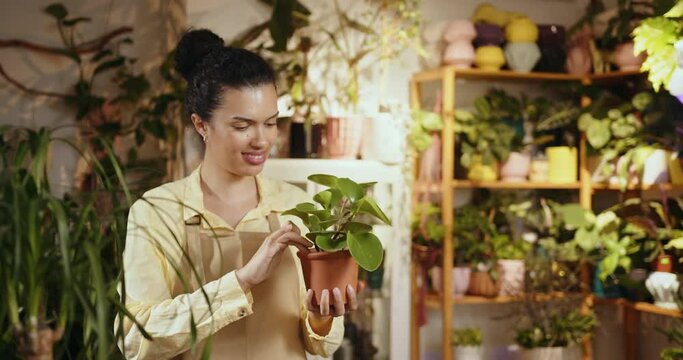 Portrait of successful young african-american female entrepreneur, small business owner lorist in apron holding pot with Peperomia obtuse plant, working in floral shop. African American Woman.