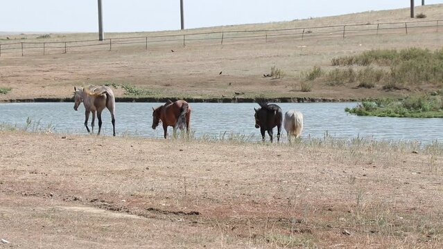 beautiful horses walk near the river