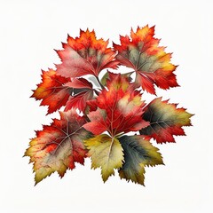 autumn leaves isolated on white