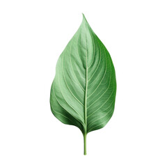 Obraz premium Isolated Thai eggplant foliage
