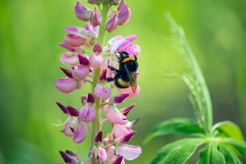 Lupine flower and bumblebee collecting pollen close-up.
