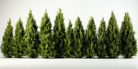 Tall cypress tree wall or Row of tall evergreen thuja occidentalis trees green hedge fence. White Background