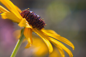 beautiful yellow garden flower, cone flower, close up view with flash lights background