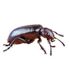 Naklejka premium Male Trogoderma ornatum beetle part of Dermestidae family isolated on transparent background