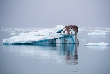 Icebergs in the arctic