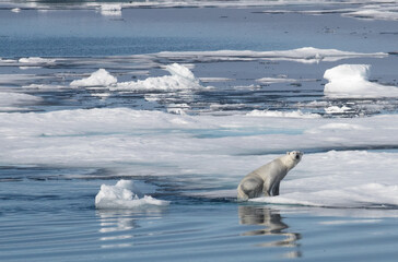 Swimming polar bear takes refuge on the ice pack