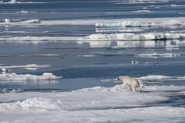 Swimming polar bear takes refuge on the ice pack