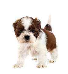 puppy Shih Tzu in studio