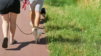 Spaziergang mit Hund in einem Park mit Platz für Text auf der rechten Seite des Bildes 