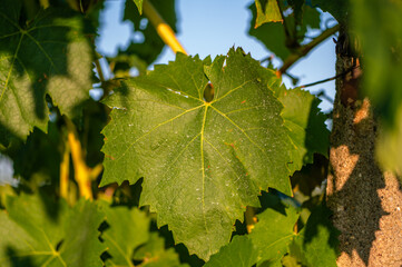 grape leaves in the sun