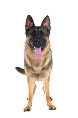 young german shepherd