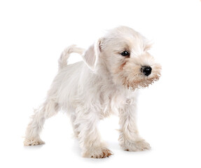 miniature schnauzer in studio