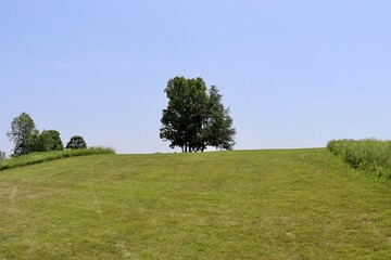 The single tree on the hill in the countryside.