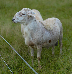 Grown Katahdin sheep ram