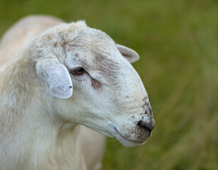 Closue up of a Katahdin sheep male